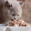رایاپت فروشگاه آنلاین لوازم و غذای حیوانات خانگی-کنسرو غذای گربه