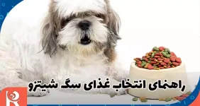 راهنمای انتخاب غذای سگ شیتزو